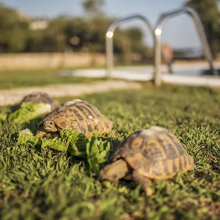 Villa Kastraki Epavlis Agios Markos